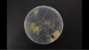 Attēlu rezultāti vaicājumam “Physarum nitens plasmodium”