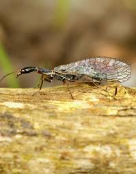 Attēlu rezultāti vaicājumam “Raphidioptera imago”