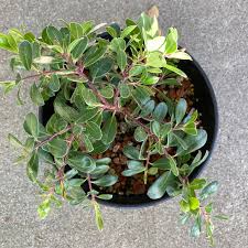 Attēlu rezultāti vaicājumam “Arctostaphylos uva-ursi”