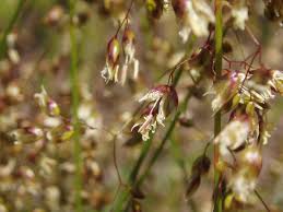 Attēlu rezultāti vaicājumam “Hierochloe odorata flower”