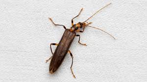 Attēlu rezultāti vaicājumam “Oedemera croceicollis”