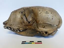 Image result for Pagophilus groenlandicus