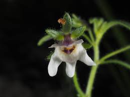 Attēlu rezultāti vaicājumam “Microrrhinum minus leaf”
