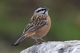 Image result for Emberiza cia