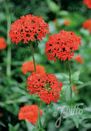 Attēlu rezultāti vaicājumam “Silene chalcedonica flower”