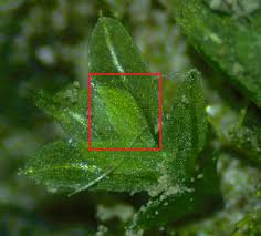 Attēlu rezultāti vaicājumam “Acrocarpous mosses”