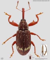 Attēlu rezultāti vaicājumam “Anthonomus phyllocola”