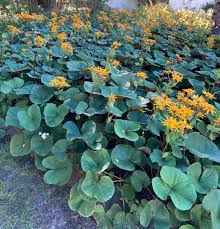 Attēlu rezultāti vaicājumam “Ligularia sibirica leaf”
