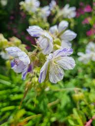 Image result for Geranium pratense