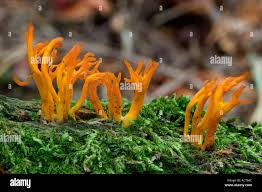 Attēlu rezultāti vaicājumam “Calocera viscosa”