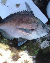 Image result for Pachymetopon grande