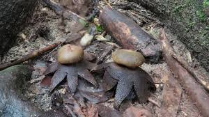 Attēlu rezultāti vaicājumam “Boletales”