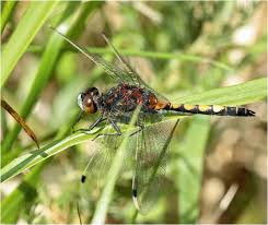 Attēlu rezultāti vaicājumam “Leucorrhinia pectoralis”