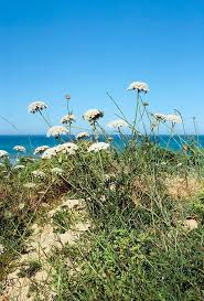 Attēlu rezultāti vaicājumam “Daucus carota subsp. carota flower”
