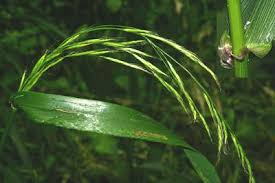 Attēlu rezultāti vaicājumam “Festuca gigantea”