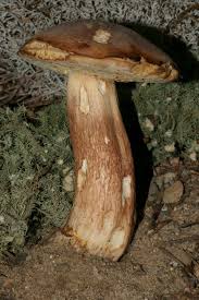 Attēlu rezultāti vaicājumam “Boletus edulis”