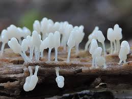 Attēlu rezultāti vaicājumam “Heterotrichia ferruginea (syn. Arcyria ferruginea) macro”