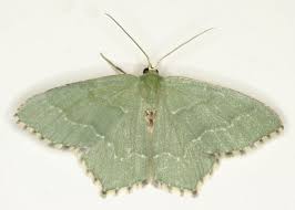 Attēlu rezultāti vaicājumam “Hemithea aestivaria”