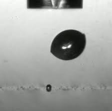 Attēlu rezultāti vaicājumam “Diachea muscorum spores”