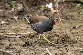 Attēlu rezultāti vaicājumam “Gallinula chloropus”