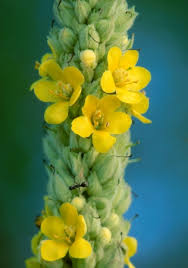 Attēlu rezultāti vaicājumam “Verbascum thapsus”