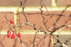 Attēlu rezultāti vaicājumam “Berberis thunbergii fruit”