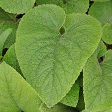 Attēlu rezultāti vaicājumam “Fallopia convolvulus leaf”