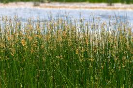 Attēlu rezultāti vaicājumam “Schoenoplectus lacustris subsp. glaucus flower”