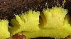 Attēlu rezultāti vaicājumam “Stemonitis flavogenita macro”