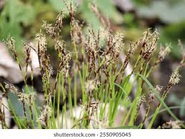 Attēlu rezultāti vaicājumam “Carex digitata fruit”