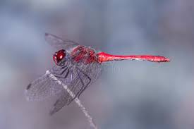 Attēlu rezultāti vaicājumam “Sympetrum sanguineum”