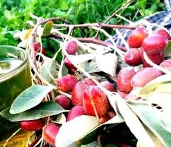 Attēlu rezultāti vaicājumam “Poa angustifolia fruit”