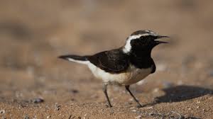 Image result for Oenanthe pleschanka