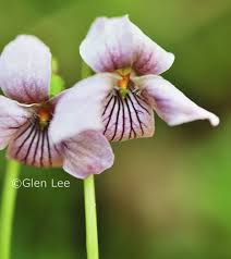 Attēlu rezultāti vaicājumam “Viola palustris”