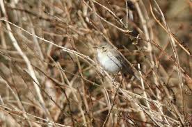 Image result for Hippolais caligata