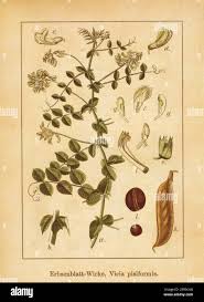 Attēlu rezultāti vaicājumam “Vicia pisiformis”