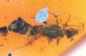 Attēlu rezultāti vaicājumam “Lymexylidae”