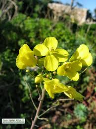 Attēlu rezultāti vaicājumam “Mamestra brassicae exuvia”