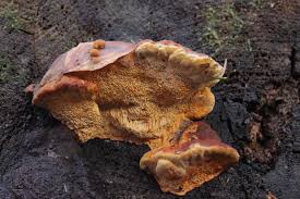 Attēlu rezultāti vaicājumam “Gloeophyllum odoratum”