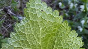 Attēlu rezultāti vaicājumam “Lamium album leaf”