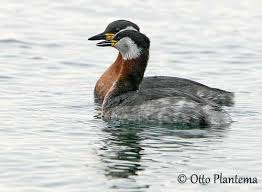 Attēlu rezultāti vaicājumam “Podiceps grisegena adult”