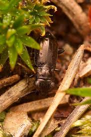 Attēlu rezultāti vaicājumam “Notiophilus palustris”