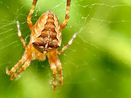 Attēlu rezultāti vaicājumam “Araneus diadematus juvenile”