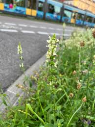 Attēlu rezultāti vaicājumam “Stachys palustris fruit”