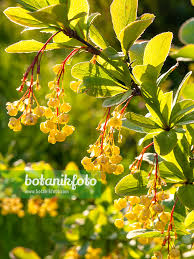 Attēlu rezultāti vaicājumam “Berberis vulgaris”
