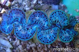 Image result for tridacna