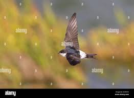 Attēlu rezultāti vaicājumam “Delichon urbicum juvenile”