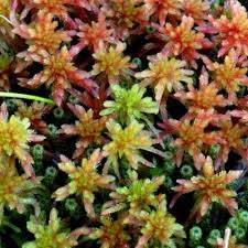 Attēlu rezultāti vaicājumam “Sphagnum warnstorfii”