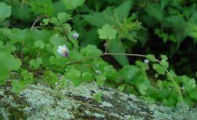 Attēlu rezultāti vaicājumam “Cymbalaria muralis leaf”
