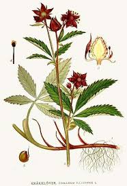 Attēlu rezultāti vaicājumam “Comarum palustre flower”